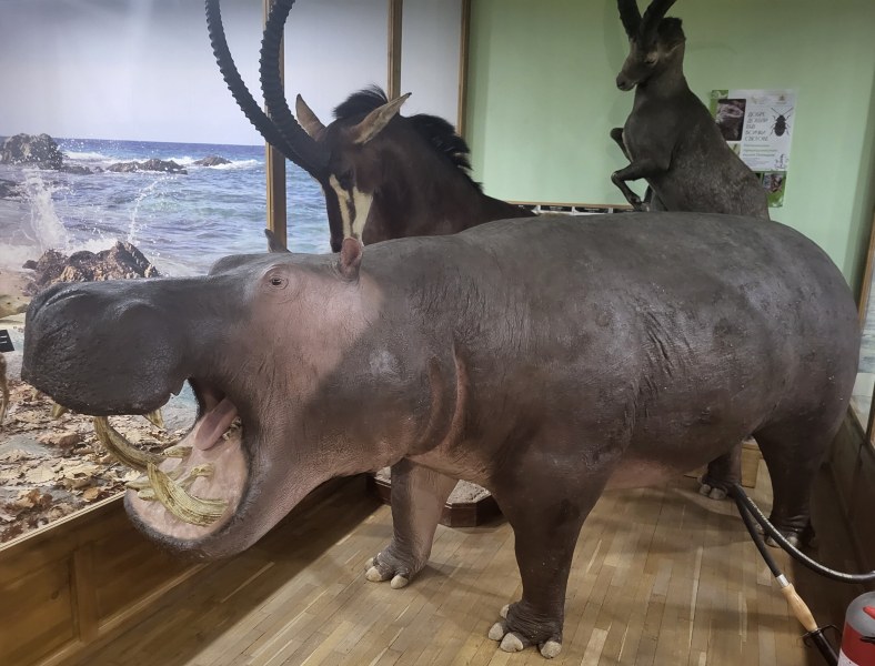 Хипопотам, козирог и черна антилопа посрещат посетителите в Природонаучния музей