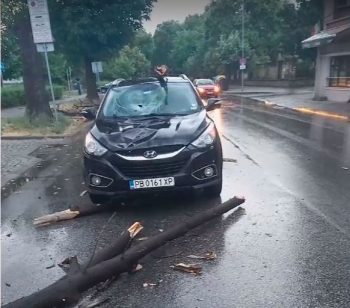 Огромно дърво се стовари върху движещ се автомобил в Пловдив