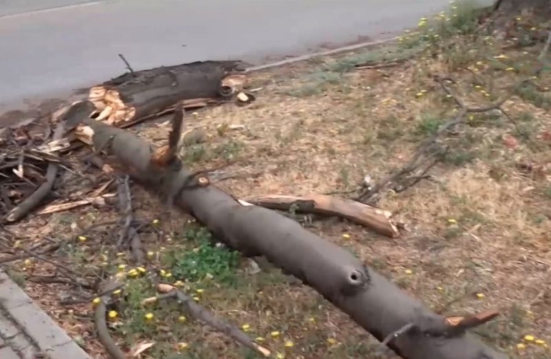 След бурята в Пловдив: 17 сигнала за паднали дървета, най-много в район 