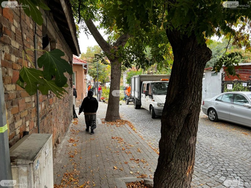 След оплаквания на граждани: Стартираха фитосанитарни проверки на дърветата в Пловдив