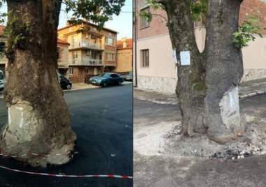 Снимки с асфалтирането на 200 годишен чинар в пловдивското село Белащица разбуни