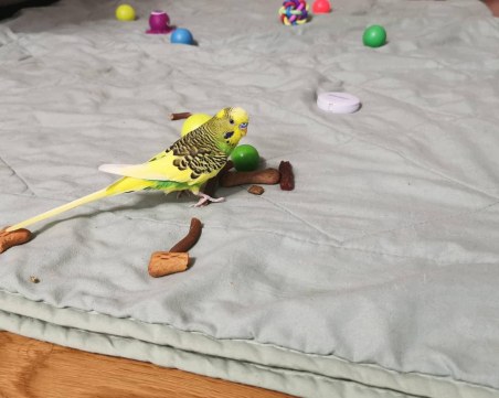 Папагалчето Доминико се изгуби в Кючука, виждали ли сте го?