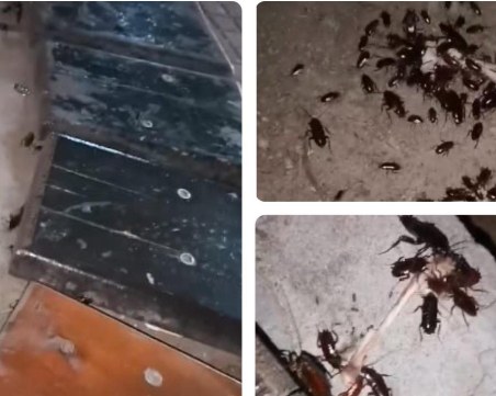 Нашествие на огромни хлебарки на Малката главна