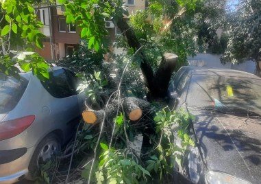 Дърво се стовари върху три коли в кв Кършияка в