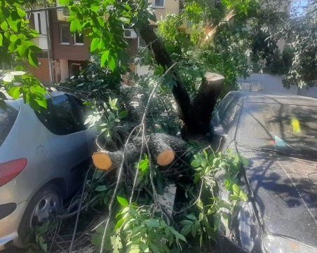 Дърво премаза три коли в Кършияка, два екипа пожарникари рязаха клони