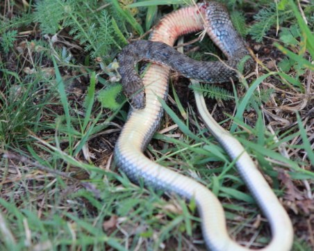 Мъж е в реанимация след ухапване от змия