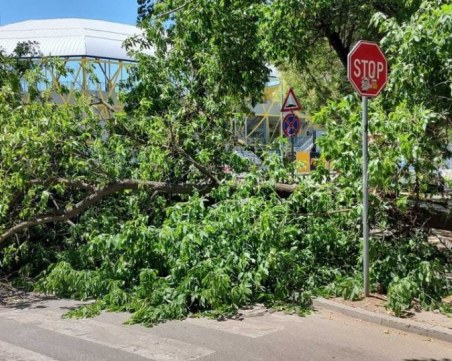 Дърво падна на 