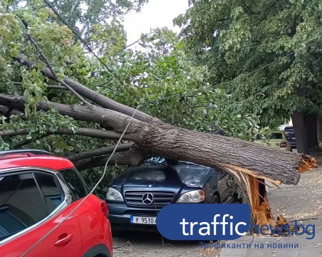 Малко след като водач е паркирал: Огромно дърво падна върху автомобил в Ямбол