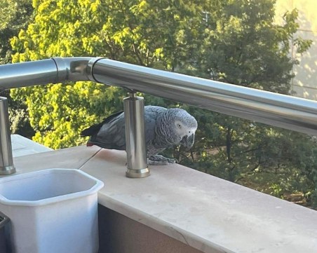 Продължава търсенето на Чико, папагалът е видян в Оазис 3