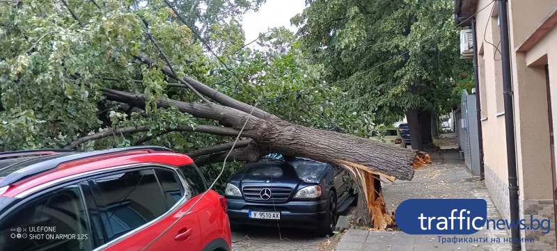 Малко след като водач е паркирал: Огромно дърво падна върху автомобил в Ямбол