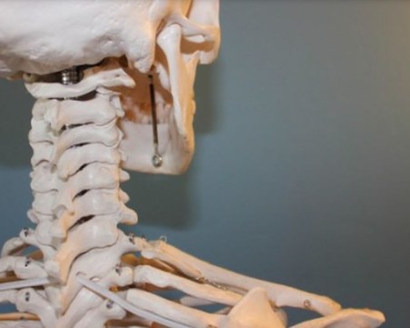 Деца откраднаха скелет от музей в Димитровград