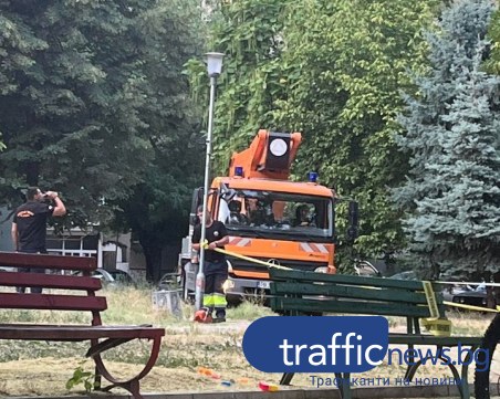 Бърза реакция! Пловдивчанка подаде сигнал за опасно дърво, екипи се отзоваха след минути