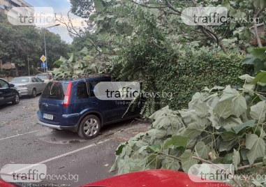 Дърво се стовари върху автомобили в центъра на Пловдив видя