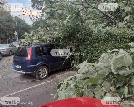 Дърво се стовари върху паркирали автомобили в центъра на Пловдив