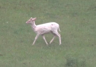 Рядко срещан снежно бял елен лопатар беше заснет в Родопите Снимки