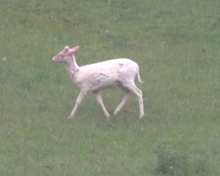 Заснеха рядко срещан елен край Лъки