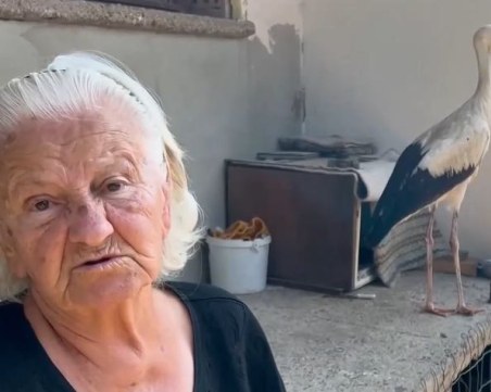 92-годишна жена спаси ранено щъркелче след бурята в Казанлъшко