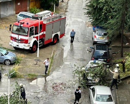 Паднали дървета и клони след бурята в Пазарджик, има увредени коли