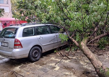 Клон от дърво се откърши и падна върху автомобил в