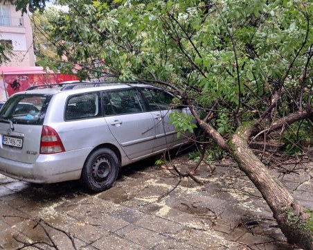 Клон от дърво се откърши и падна върху кола в Кючука