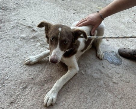 Доброто има лице! Пловдивчанка спаси бедстващо куче от строеж на бул.