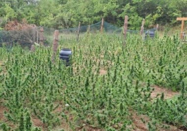 Иззеха над 500 растения коноп край Казанлък съобщиха от полицията  Прочетете ощеНа 25