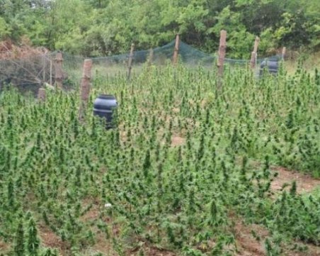 Иззеха над 500 растения коноп край Казанлък