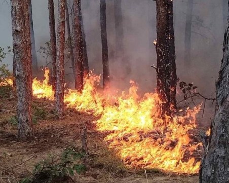Пожарът в Гърция отново е достигнал до границата с България