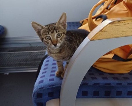 Изоставиха малко котенце във влака за Пловдив