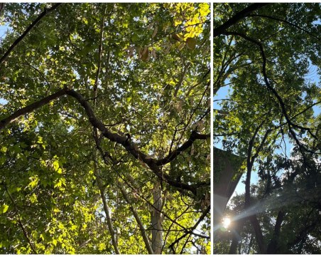 Счупен клон виси на метри от детска градина в Пловдив, застрашава пешеходците