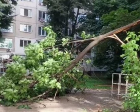 Клон се стовари върху баща и дете в Кърджали