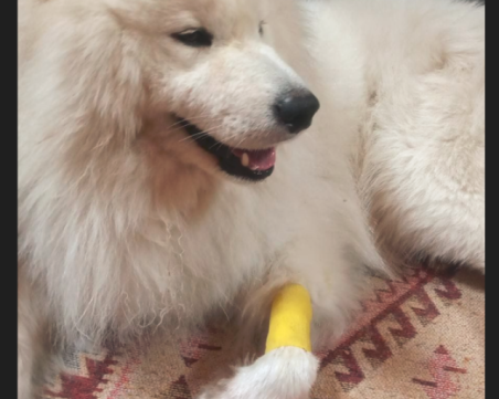 Пловдивчанка: Питбул изскочи от двор до училище в Кючука, нападна друго кучето