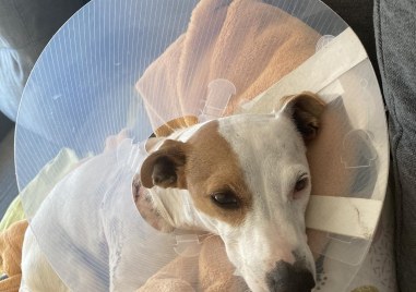 Познат агресивен Алабай продължава да тормози животни но този път