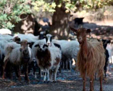 Откриха заразени с чума животни близо до българо-гръцката граница