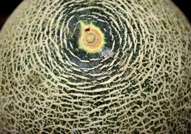 Търг за пъпеш с първоначална цена 400 лв и стъпка