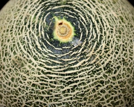 Пъпеш с цената на скъпоценен камък: Пловдивчанин направи търг за кралския плод