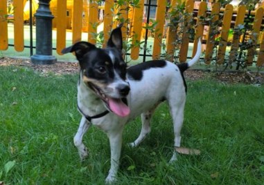 Домашно куче се издирва в Пловдив За това сигнализира стопанинът