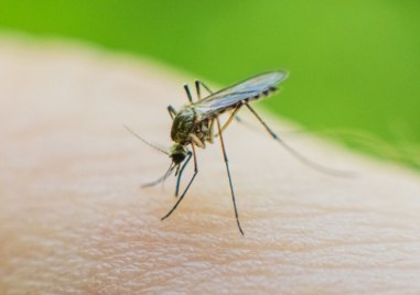 Западнонилска треска се завърна в Албания след 13 години като