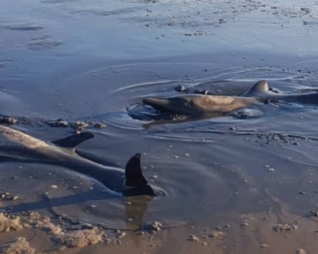 Мъртви делфини са открити на брега на река Темза в Лондон