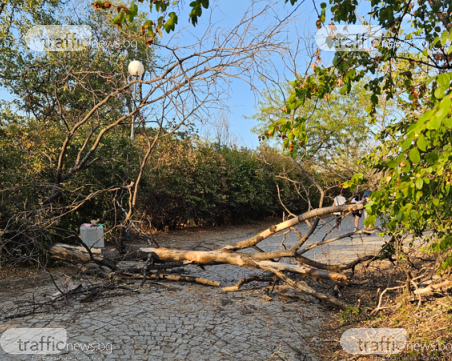 Сухо дърво падна върху алеята на Младежкия хълм