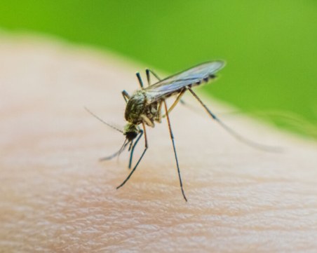 Трима починали и 17 заразени от западнонилска треска в Албания