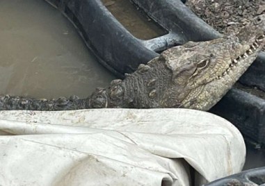 Под засилено полицейско присъствие успяха да изведат крокодила от софийския