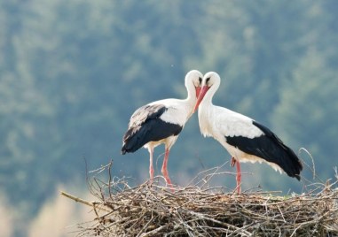 У нас вече се сформират малки щъркелови ята които започват