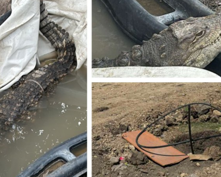 Херпетологът, спасил Кроко: Той е работил в цирк, свикнал е с хората