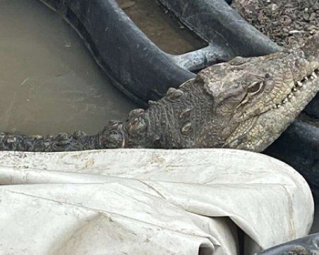 Сагата с крокодила Кроко продължава