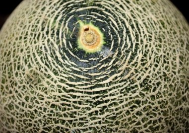 Кралският пъпеш отглеждан в пловдивското село Трилистник беше продаден на