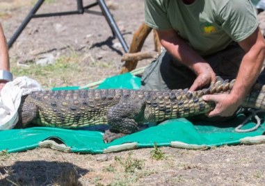 Крокодилът Кроки от Ботунец е във видимо лошо здравословно състояние и