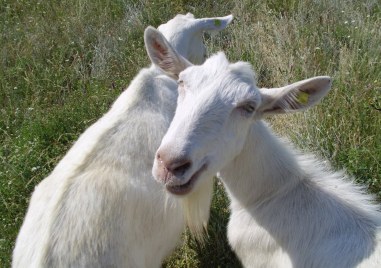 Областната епизоотична комисия в Пазарджик прие мерки срещу чумата по