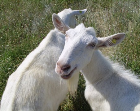 Въведоха мерки срещу чумата по животните в Пазарджишко