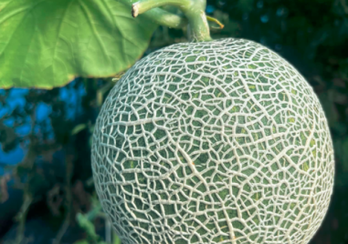 10 000 лева За толкова беше продаден кралският пъпеш който